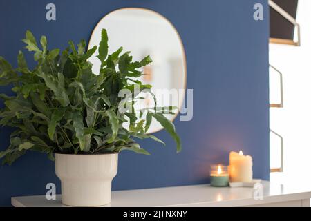 Une plante de la fougère Blue Star (Phlebodium aureum), une maison de fantaisie, au-dessus d'une armoire blanche avec des murs bleus, un miroir et des bougies. Banque D'Images