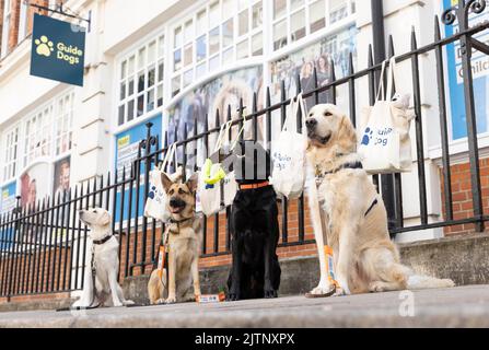 À USAGE ÉDITORIAL EXCLUSIF (de gauche à droite) Guide du stagiaire Dogs Eve the Labrador Golden Retriever Cross, Fordi the German Shepherd, Atlas the Black Labrador Golden Retriever Cross, Et Ron le Golden Retriever arrive au centre d'entraînement de Guide Dogs à Londres pour leur « première journée d'école » alors qu'ils commencent leur cours de formation de 25 semaines. Date de publication : jeudi 1 septembre 2022. Banque D'Images
