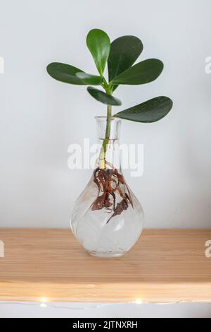 Plante de princesse rosea de Clusia hydroponique, ou plante Autograph, dans un vase en verre sur une étagère en bois. Tir vertical. Banque D'Images