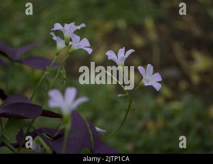 Fleur pourpre Oxalis triangularis. Oxalis triangularis Banque D'Images