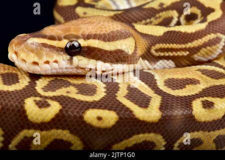 Le python de balle (Python regius) est le serpent d'animal de compagnie le plus populaire au monde. Il est élevé dans une grande variété de couleurs. Banque D'Images