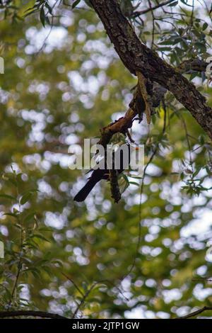 Photo d'un blackbird perché sur une branche d'arbre vert Banque D'Images