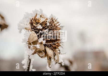 Un tournesol congelé et séché recouvert de neige. Banque D'Images