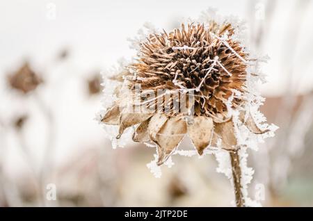 Un tournesol congelé et séché recouvert de neige. Banque D'Images