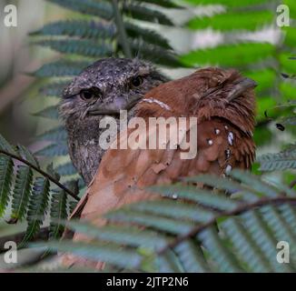Oiseau à mouche ; hibou ; oiseau reposant sur une branche ; oiseaux perchés sur une branche ; oiseaux amoureux sur une branche ; mouche de Ceylan de la forêt tropicale Sinharaja Sri Lanka Banque D'Images