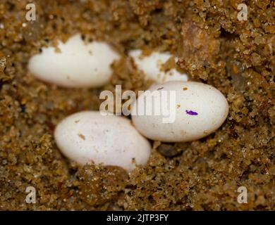 Oeufs sur le sol ; oeufs de lézard ; oeufs d'un lézard ; oeufs de Calotes versicolor du Sri Lanka ; lézard de jardin commun ; oeufs de reptile Banque D'Images