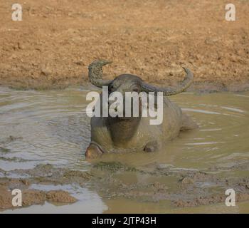 gros plan d'un bison; gros plan du bison; marche du bison; bétail sur l'herbe Banque D'Images