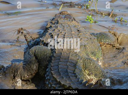 Crocodile sur une roche; crocodile reposant sur une roche; crocodile au sol; crocodile au soleil; crocodiles au repos; crodiles crodiles Banque D'Images