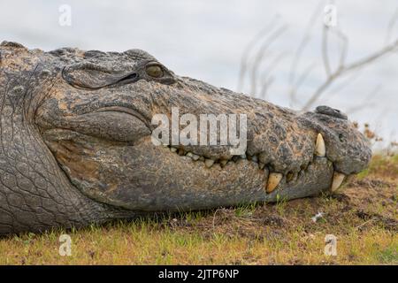 Crocodile sur une roche; crocodile reposant sur une roche; crocodile au sol; crocodile au soleil; crocodiles au repos; crodiles crodiles Banque D'Images