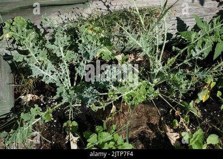 Chenilles mangeant du chou kale. Banque D'Images