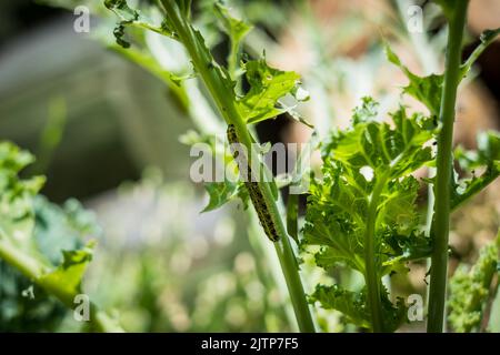 Chenilles mangeant du chou kale. Banque D'Images