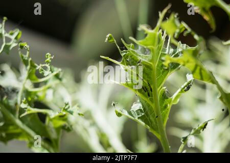 Chenilles mangeant du chou kale. Banque D'Images