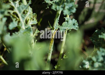 Chenilles mangeant du chou kale. Banque D'Images