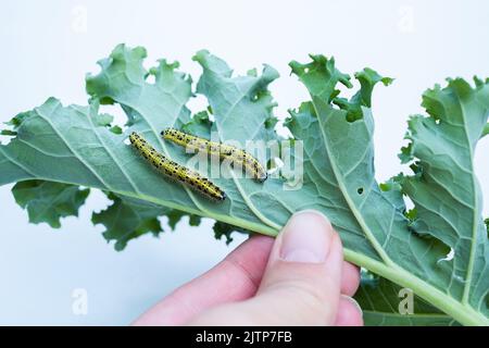 Chenilles mangeant du chou kale sur fond blanc. Banque D'Images