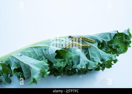 Chenilles mangeant du chou kale sur fond blanc. Banque D'Images