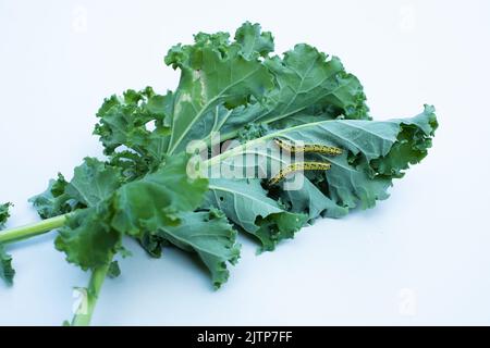 Chenilles mangeant du chou kale sur fond blanc. Banque D'Images