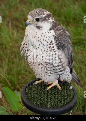 Le gyrfalcon étirant ses ailes dans la chaleur du soleil d'été. Banque D'Images