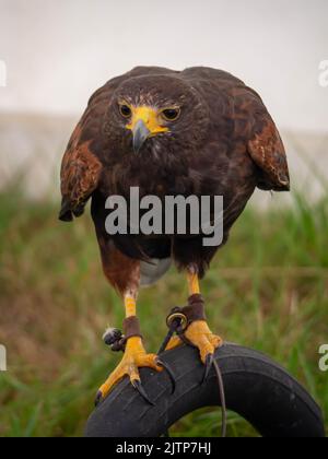 Harris Hawk se tenait sur sa perche face à l'avant de la caméra Banque D'Images