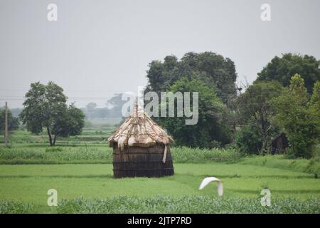 Une cabane au milieu du champ de riz en Inde. Banque D'Images