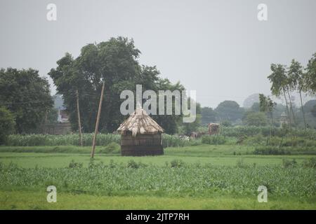 Une cabane au milieu du champ de riz en Inde. Banque D'Images