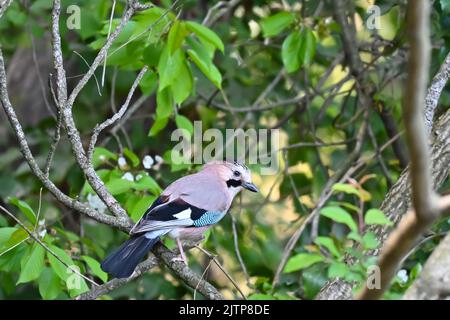 Oiseaux chanteurs en hiver près des mangeoires - Jay eurasien. Cueillette des oiseaux et cueillette de l'herbe pour un nid. Istanbul Kent Ataturk Forest Sariyer district. Istanbul Banque D'Images