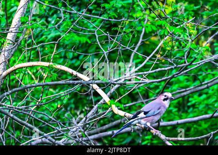 Oiseaux chanteurs en hiver près des mangeoires - Jay eurasien. Cueillette des oiseaux et cueillette de l'herbe pour un nid. Istanbul Kent Ataturk Forest Sariyer district. Istanbul Banque D'Images