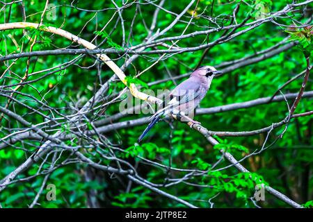 Oiseaux chanteurs en hiver près des mangeoires - Jay eurasien. Cueillette des oiseaux et cueillette de l'herbe pour un nid. Istanbul Kent Ataturk Forest Sariyer district. Istanbul Banque D'Images