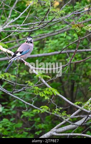 Oiseaux chanteurs en hiver près des mangeoires - Jay eurasien. Cueillette des oiseaux et cueillette de l'herbe pour un nid. Istanbul Kent Ataturk Forest Sariyer district. Istanbul Banque D'Images