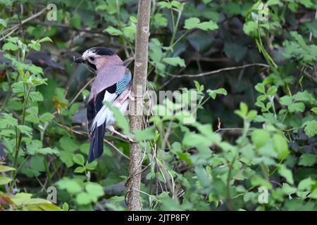 Oiseaux chanteurs en hiver près des mangeoires - Jay eurasien. Cueillette des oiseaux et cueillette de l'herbe pour un nid. Istanbul Kent Ataturk Forest Sariyer district. Istanbul Banque D'Images