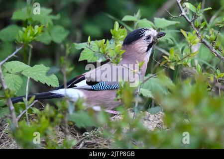 Oiseaux chanteurs en hiver près des mangeoires - Jay eurasien. Cueillette des oiseaux et cueillette de l'herbe pour un nid. Istanbul Kent Ataturk Forest Sariyer district. Istanbul Banque D'Images