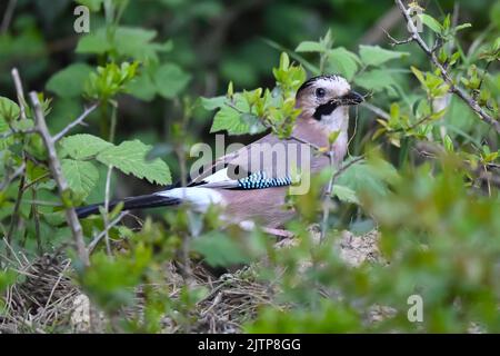 Oiseaux chanteurs en hiver près des mangeoires - Jay eurasien. Cueillette des oiseaux et cueillette de l'herbe pour un nid. Istanbul Kent Ataturk Forest Sariyer district. Istanbul Banque D'Images