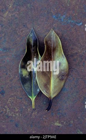 Deux feuilles de curling lisses de Holly ou Ilex aquifolium, une verte et une brune, couchées sur du métal terni Banque D'Images