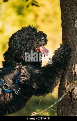 Bouvier des Flandres chien drôle penché contre un arbre. Drôle de chien de troupeau de Bouvier des Flandres se pencha contre un arbre par temps ensoleillé Banque D'Images