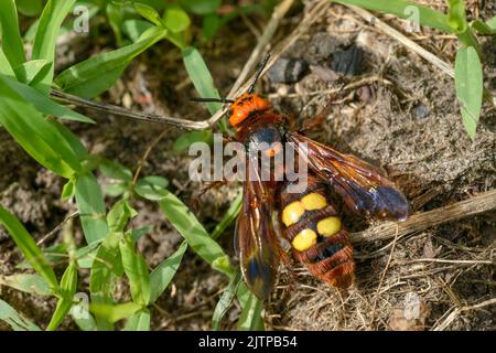 Gros plan Megascolia maculata femelle qui est rampant herbe verte. Banque D'Images