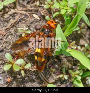 Gros plan Megascolia maculata femelle qui est rampant herbe verte. Banque D'Images