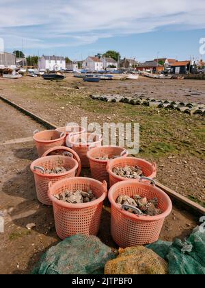 Huîtres fraîchement débarquées dans des conteneurs en plastique sur la rive à marée basse à West Mersea Harbor, Mersea Island, Essex England UK - fruits de mer locaux Banque D'Images