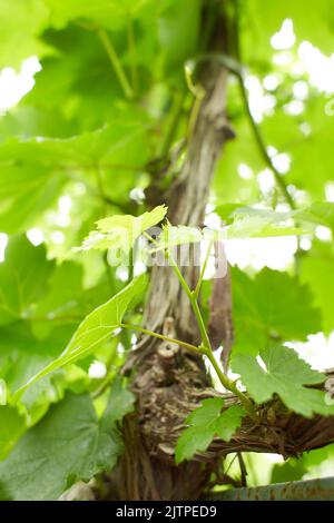 Les raisins de la vigne avec bébé et fleurs - floraison de la vigne avec de petites baies de raisin. Les jeunes branches de raisin vert sur la vigne au printemps. Banque D'Images