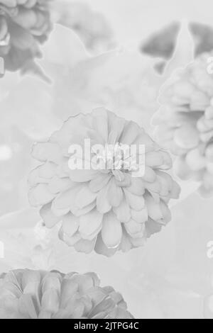 Belle fleur de zinnia d'été croissant dans les champs dans un noir et blanc pâle monochrome. Banque D'Images