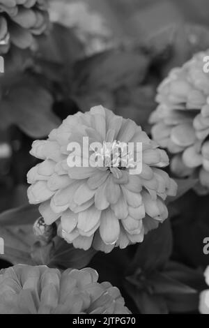 Belle fleur de zinnia d'été croissant dans les champs en noir et blanc monochrome. Banque D'Images