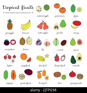 Fruits tropicaux dessinés à la main isolés sur fond blanc. Illustration de Vecteur