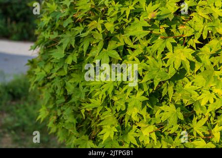 Acer palmatum 'Omurayama'. Érable Amur, érable à la japonaise, érable à pleine lune, Japon, Corée du Sud. Acer Tree, jardiniers rêve Acer Orange Red Dream décidue Banque D'Images