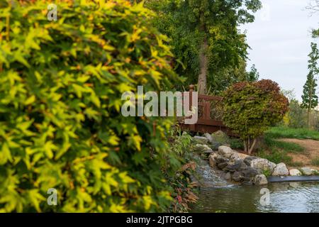 Acer palmatum 'Omurayama'. Érable Amur, érable à la japonaise, érable à pleine lune, Japon, Corée du Sud. Acer Tree, jardiniers rêve Acer Orange Red Dream décidue Banque D'Images