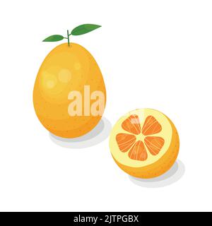 Fruit aux agrumes kumquat lumineux de style dessin animé isolé sur fond blanc. Illustration de Vecteur