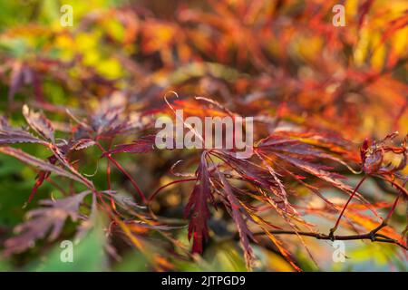 Acer palmatum 'Omurayama'. Érable Amur, érable à la japonaise, érable à pleine lune, Japon, Corée du Sud. Acer Tree, jardiniers rêve Acer Orange Red Dream décidue Banque D'Images