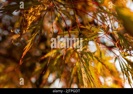 Acer palmatum 'Omurayama'. Érable Amur, érable à la japonaise, érable à pleine lune, Japon, Corée du Sud. Acer Tree, jardiniers rêve Acer Orange Red Dream décidue Banque D'Images