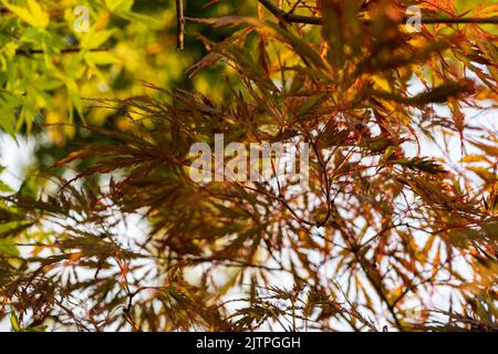 Acer palmatum 'Omurayama'. Érable Amur, érable à la japonaise, érable à pleine lune, Japon, Corée du Sud. Acer Tree, jardiniers rêve Acer Orange Red Dream décidue Banque D'Images