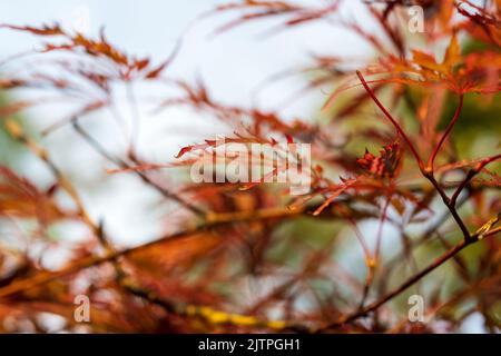 Acer palmatum 'Omurayama'. Érable Amur, érable à la japonaise, érable à pleine lune, Japon, Corée du Sud. Acer Tree, jardiniers rêve Acer Orange Red Dream décidue Banque D'Images