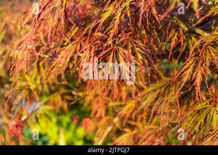 Acer palmatum 'Omurayama'. Érable Amur, érable à la japonaise, érable à pleine lune, Japon, Corée du Sud. Acer Tree, jardiniers rêve Acer Orange Red Dream décidue Banque D'Images