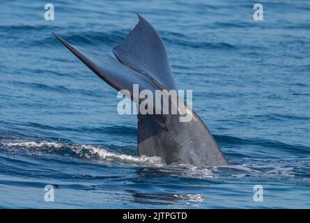 Queue de baleine ; baleine à fluage ; UNE baleine bleue montrant son fluke juste avant de faire une plongée profonde ; conte de baleine bleue ; baleine bleue du sri lanka ; baleine bleue ; Banque D'Images