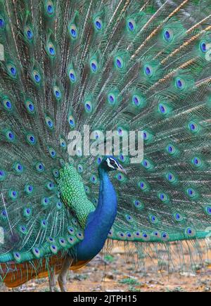 Peacock brillant; paon bleu; paon à l'étaiement; danse de paon; paon dansant; danse de la paafhibou; exposition d'oiseaux Banque D'Images